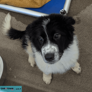 Website Pet Pictures - 2026-04-03T153827.736