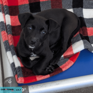 Website Pet Pictures - 2026-04-03T154718.717