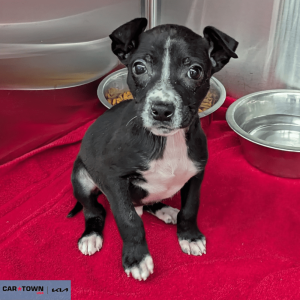 Website Pet Pictures - 2026-04-03T160020.761