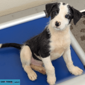 Website Pet Pictures - 2026-04-03T160928.933