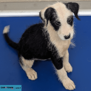 Website Pet Pictures - 2026-04-03T174558.891