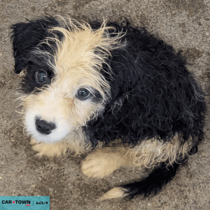 Website Pet Pictures - 2026-04-03T174933.377