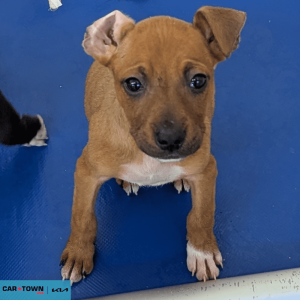 Website Pet Pictures - 2026-04-03T175347.104