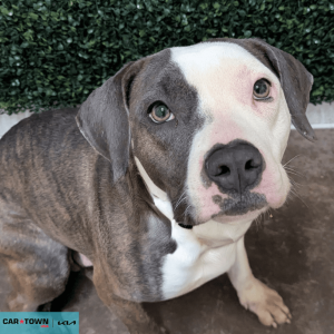 Website Pet Pictures - 2026-04-06T090617.437