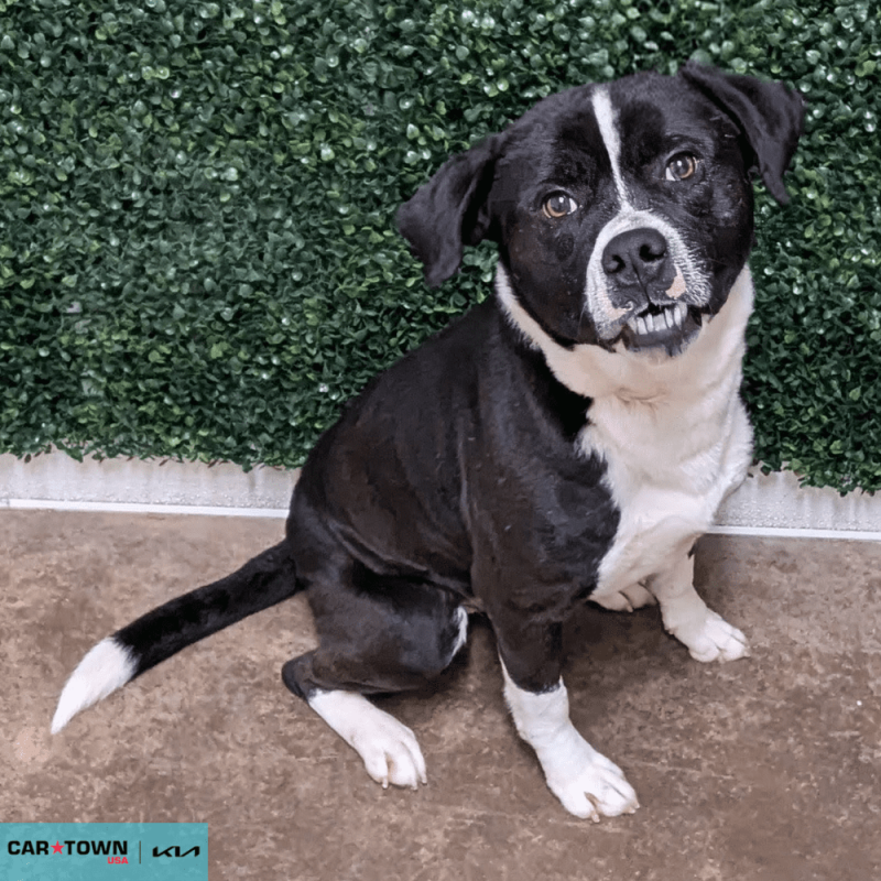 Website Pet Pictures - 2026-04-06T090836.281