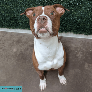 Website Pet Pictures - 2026-04-06T091048.472