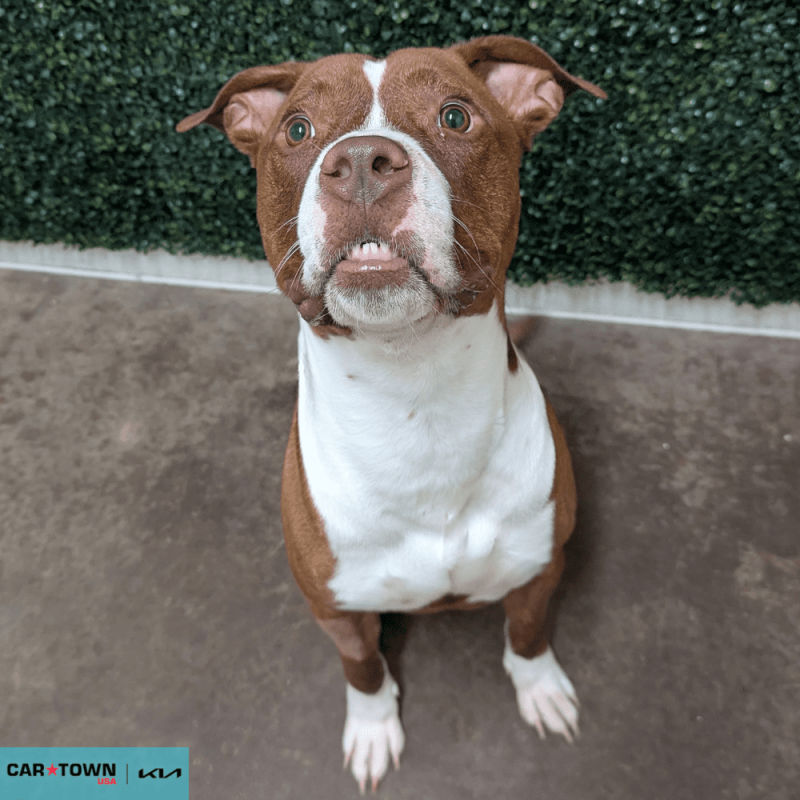 Website Pet Pictures - 2026-04-06T091048.472