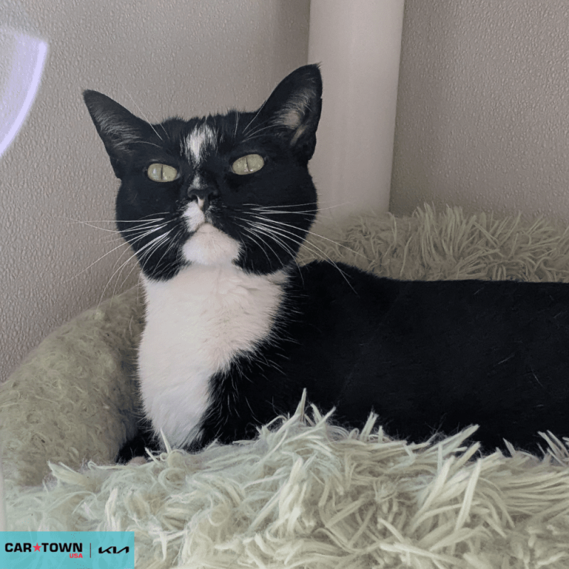 Website Pet Pictures - 2026-04-06T092341.439