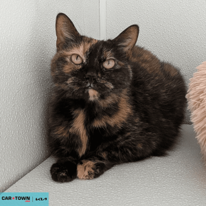 Website Pet Pictures - 2026-04-06T092656.343