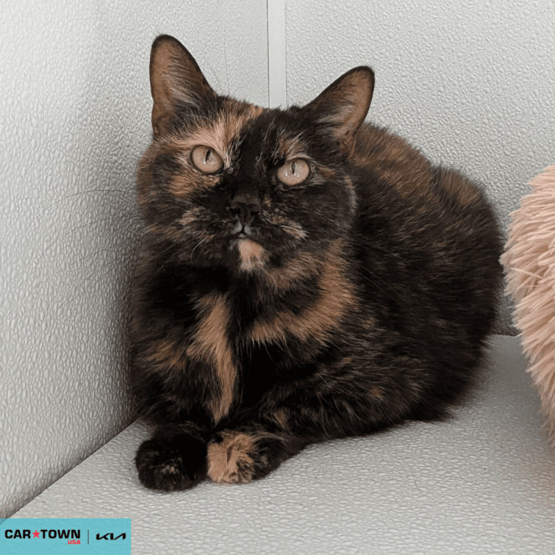 Website Pet Pictures - 2026-04-06T092656.343