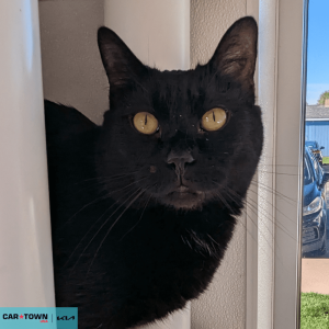 Website Pet Pictures - 2026-04-06T092905.398