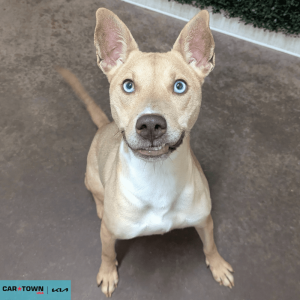 Website Pet Pictures - 2026-04-06T101616.504