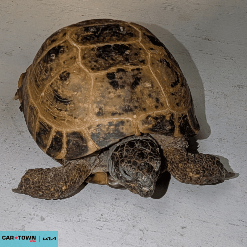 Website Pet Pictures - 2026-04-06T113118.502