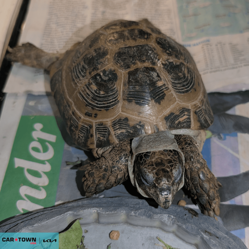 Website Pet Pictures - 2026-04-06T113205.458