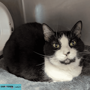 Website Pet Pictures - 2026-04-06T134249.473