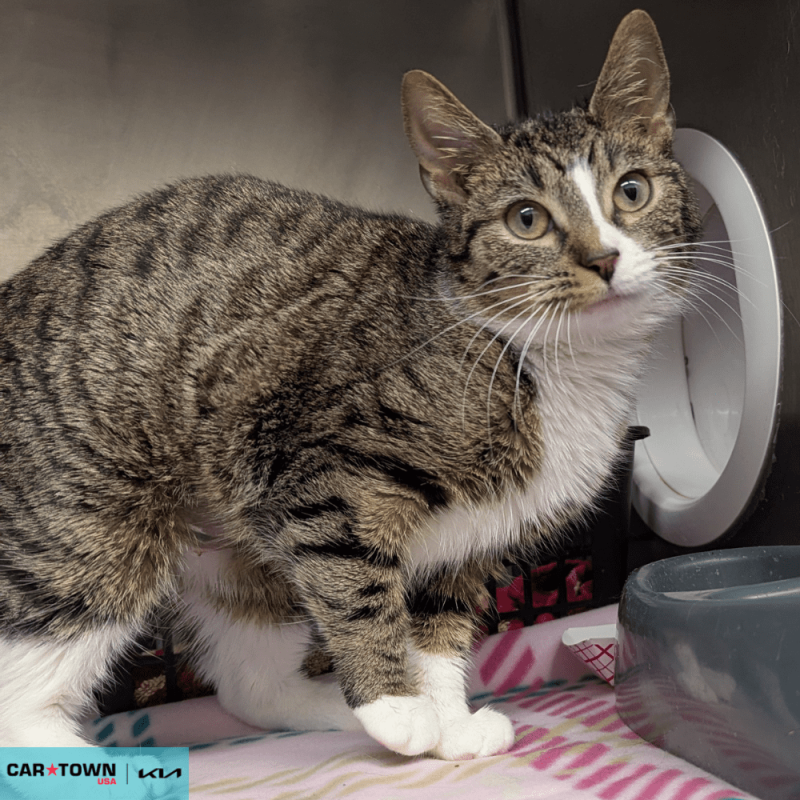 Website Pet Pictures - 2026-04-06T134725.793