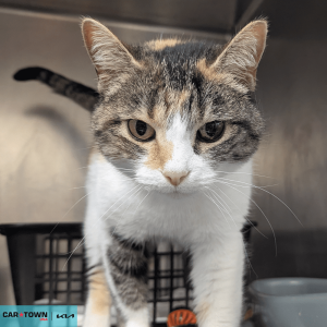 Website Pet Pictures - 2026-04-06T134922.580