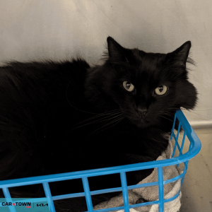 Website Pet Pictures - 2026-04-06T140225.538