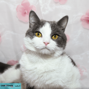 Website Pet Pictures - 2026-04-07T094529.827