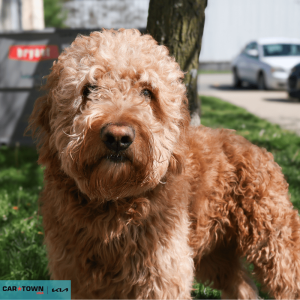 Website Pet Pictures - 2026-04-07T095948.032