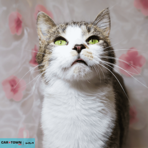 Website Pet Pictures - 2026-04-07T100921.776