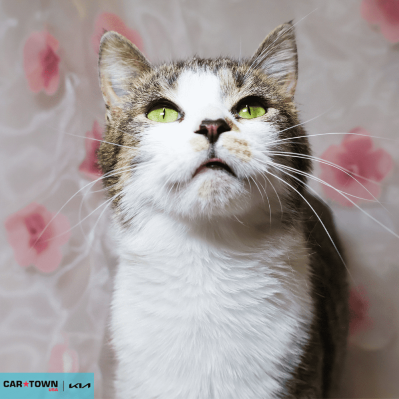 Website Pet Pictures - 2026-04-07T100921.776