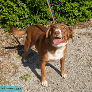 Website Pet Pictures - 2026-04-07T104546.809