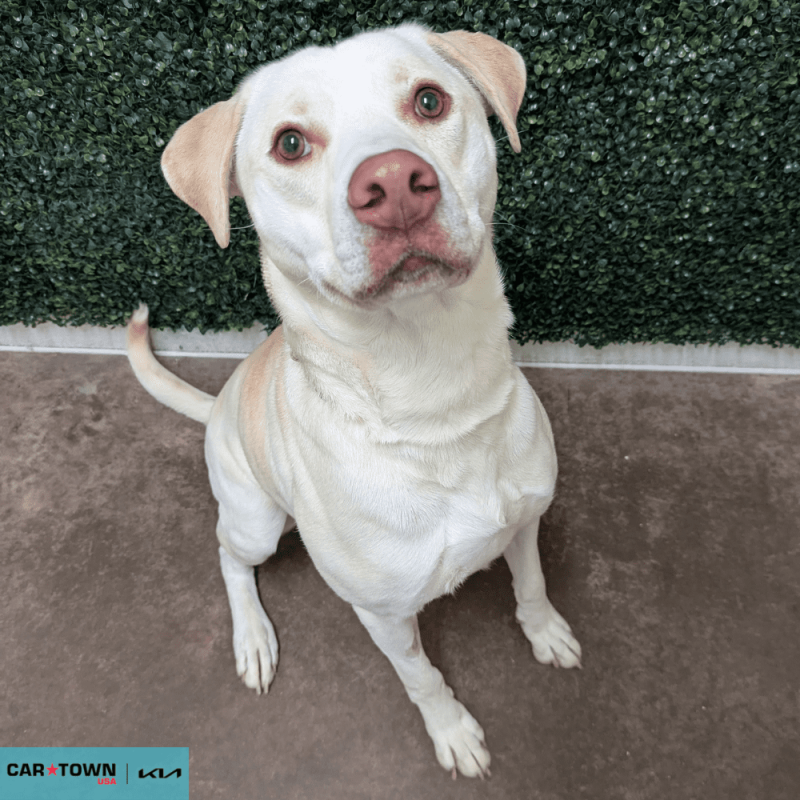 Website Pet Pictures - 2026-04-07T110759.751