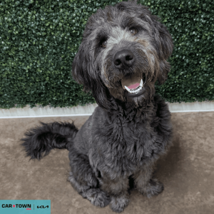 Website Pet Pictures - 2026-04-07T112442.959