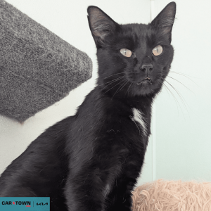 Website Pet Pictures - 2026-04-10T111445.771