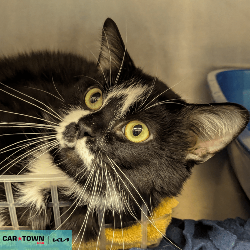 Website Pet Pictures - 2026-04-10T113321.786