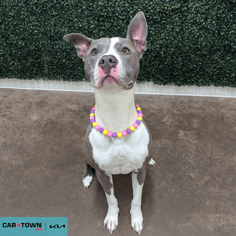 Website Pet Pictures - 2026-04-10T114042.731