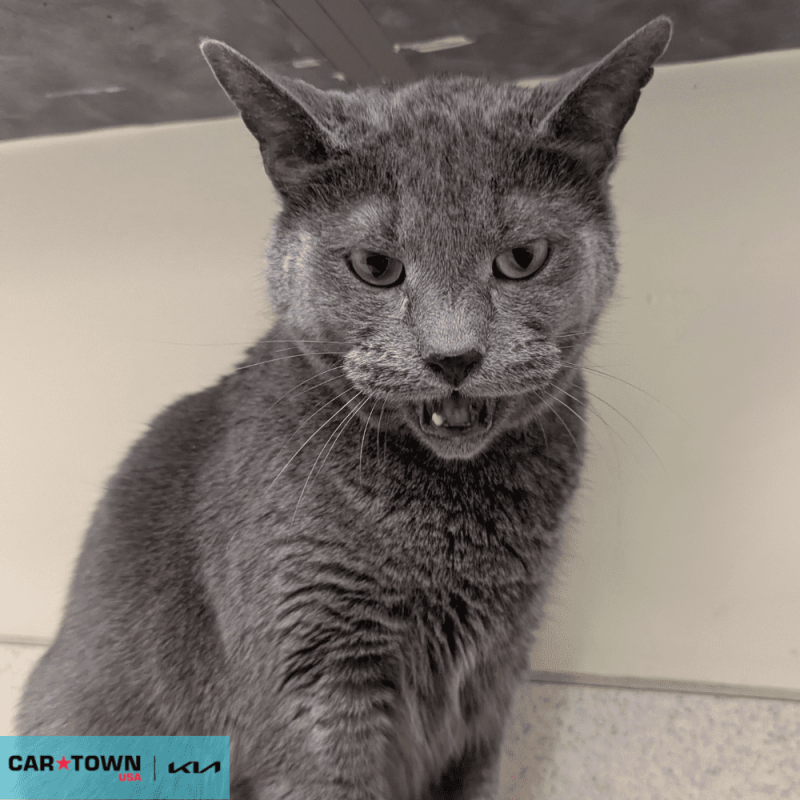 Website Pet Pictures - 2026-04-12T105705.009