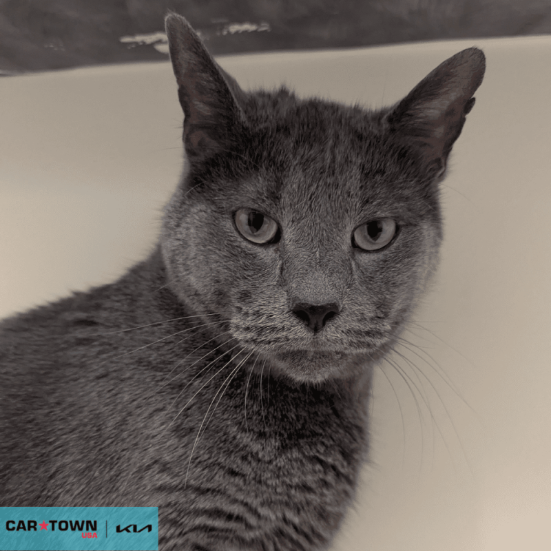 Website Pet Pictures - 2026-04-12T105728.722