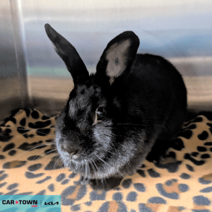 Website Pet Pictures - 2026-04-12T165703.979