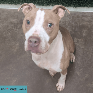 Website Pet Pictures - 2026-04-12T182243.949