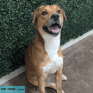 Website Pet Pictures - 2026-04-12T182644.986