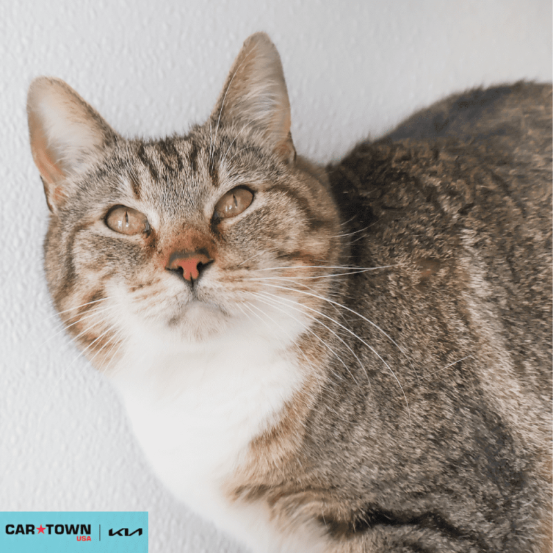 Website Pet Pictures - 2026-04-14T153330.787