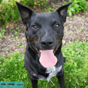 Website Pet Pictures - 2026-04-14T153641.697