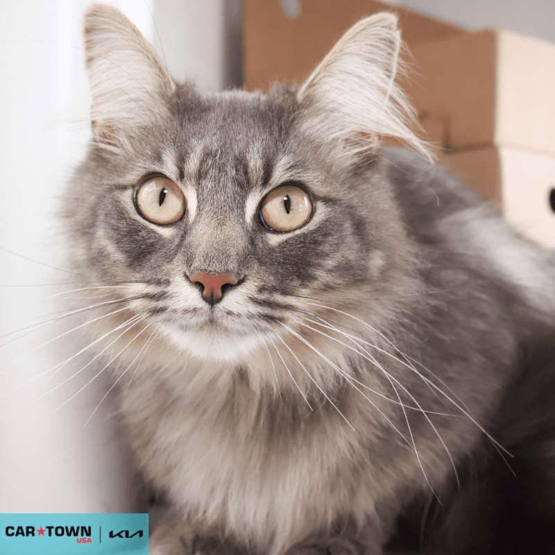 Website Pet Pictures - 2026-04-14T153832.785