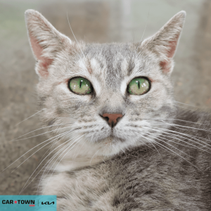 Website Pet Pictures - 2026-04-14T154159.713