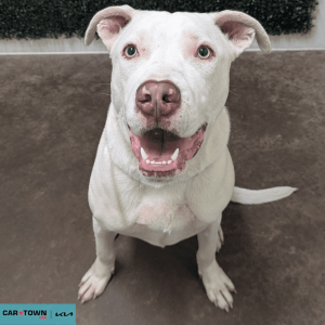 Website Pet Pictures - 2026-04-14T174148.807