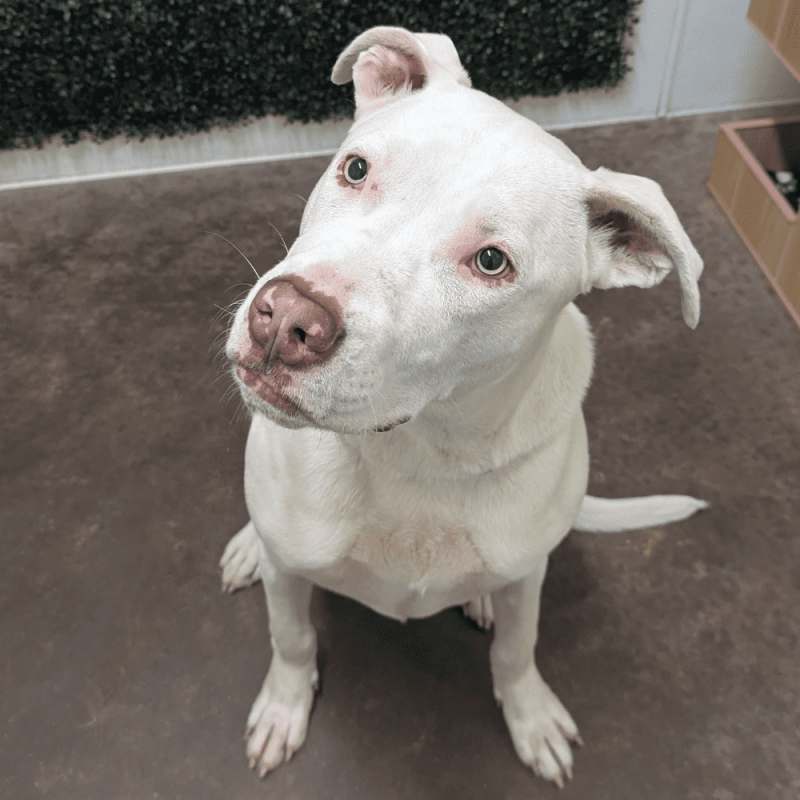 Website Pet Pictures - 2026-04-14T174358.858