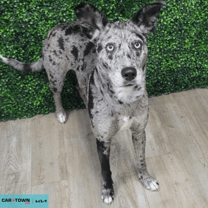 Website Pet Pictures - 2026-04-15T103608.111