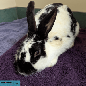 Website Pet Pictures - 2026-04-17T155247.822