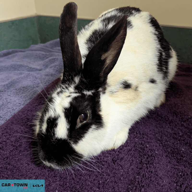 Website Pet Pictures - 2026-04-17T155247.822