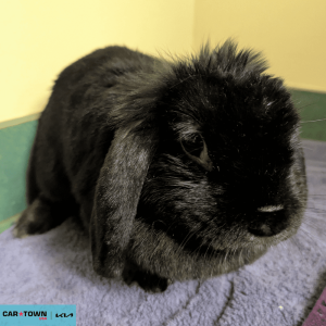 Website Pet Pictures - 2026-04-17T155856.662