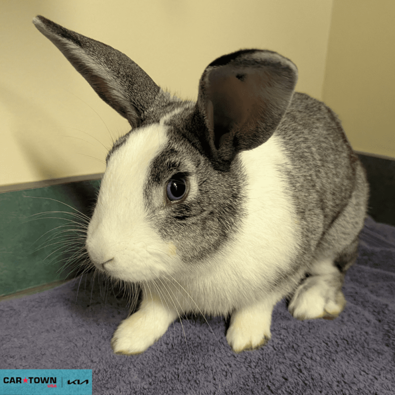 Website Pet Pictures - 2026-04-17T160557.877