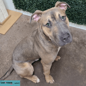 Website Pet Pictures - 2026-04-19T114020.001