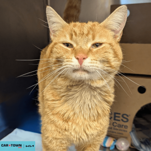 Website Pet Pictures - 2026-04-20T144428.560